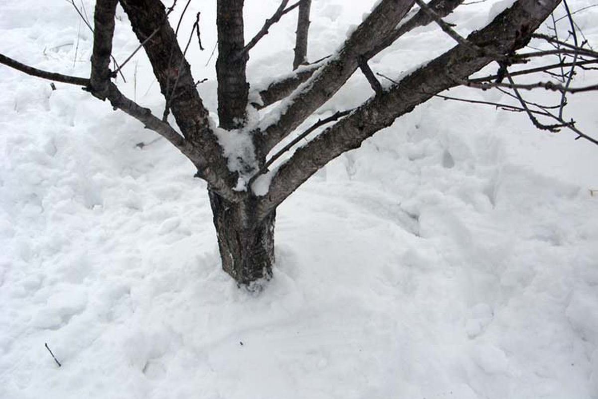 Снег в саду: польза или вред? Разбираем мифы для дачниц