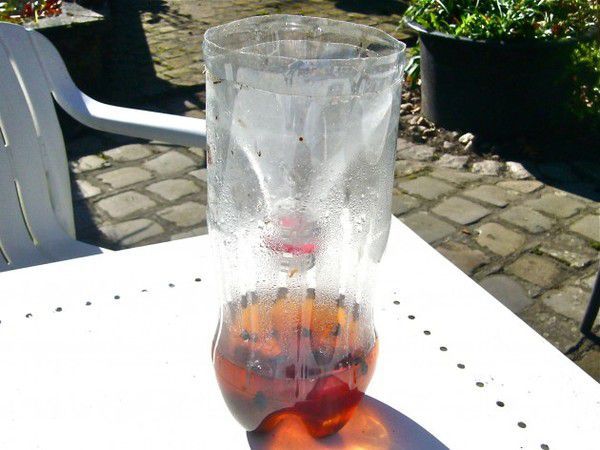 Эффективная ловушка для насекомых своими руками: советы для дома и сада