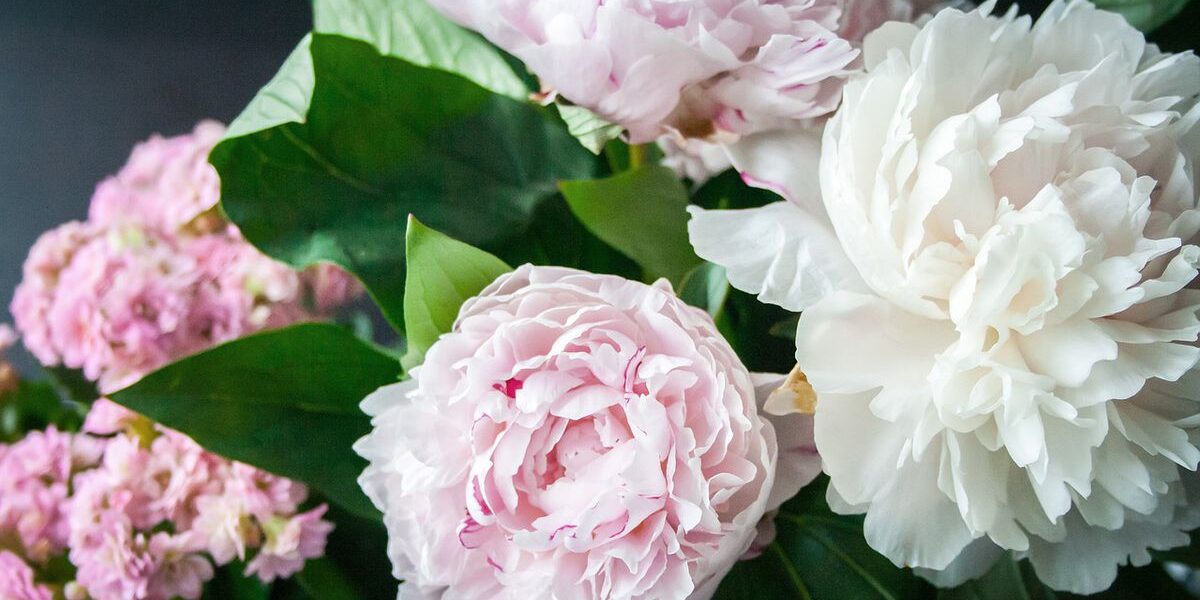 Подкормка пионов осенью: секреты обильного цветения весной
