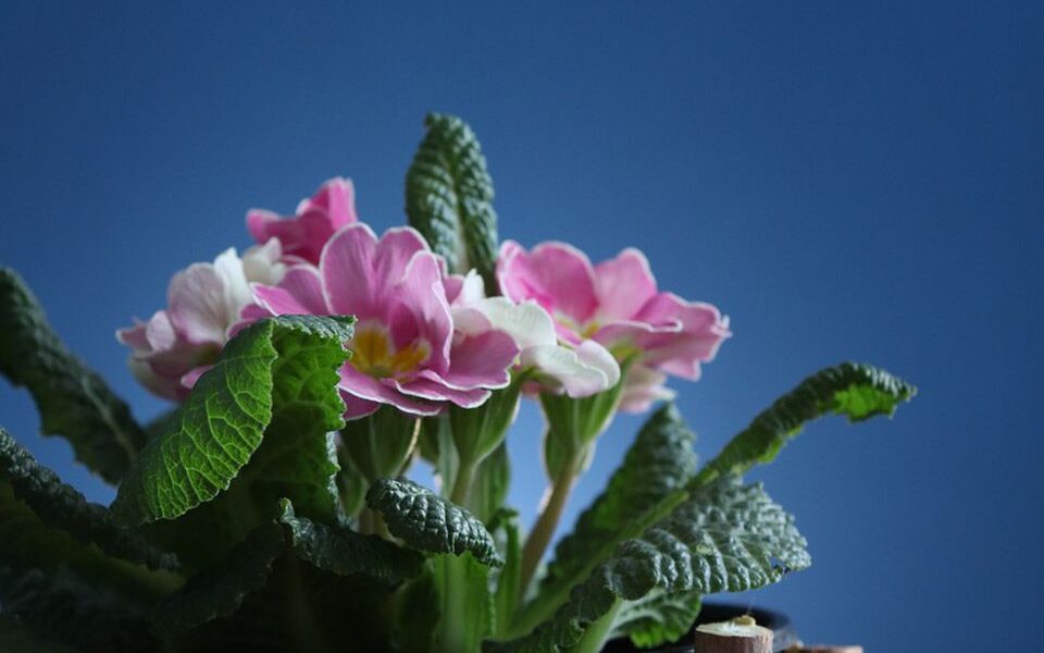 Натуральное удобрение для комнатных растений: секрет из вашей кухни