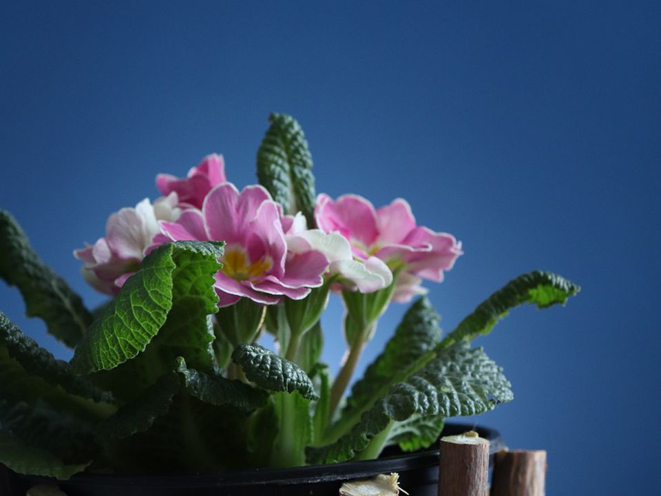 Натуральное удобрение для комнатных растений: секрет из вашей кухни