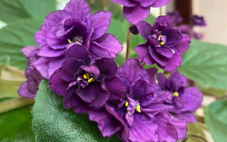 Почему у фиалки вянут листья: неочевидные причины и что делать