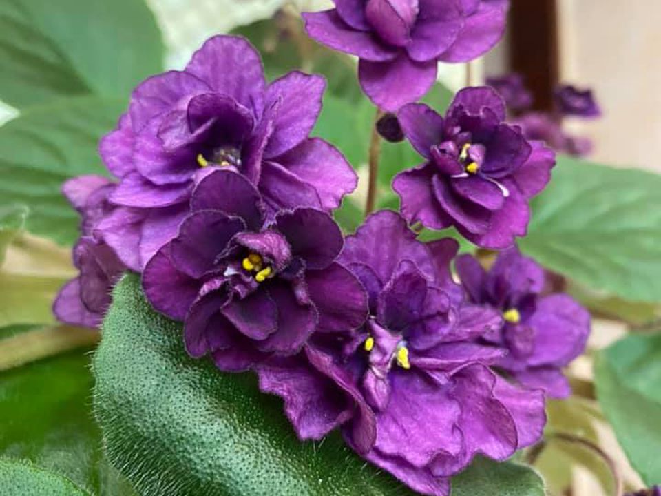 Почему у фиалки вянут листья: неочевидные причины и что делать