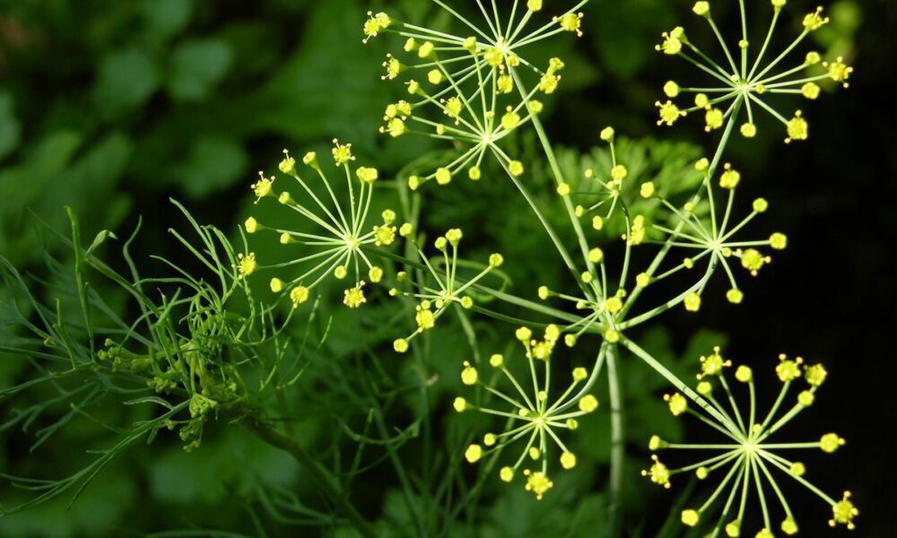 Почему укроп не пахнет: главные причины и как это исправить