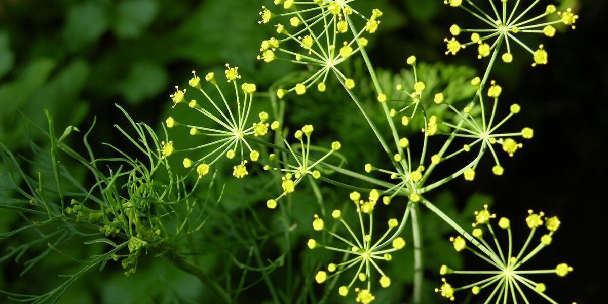 Почему укроп не пахнет: главные причины и как это исправить