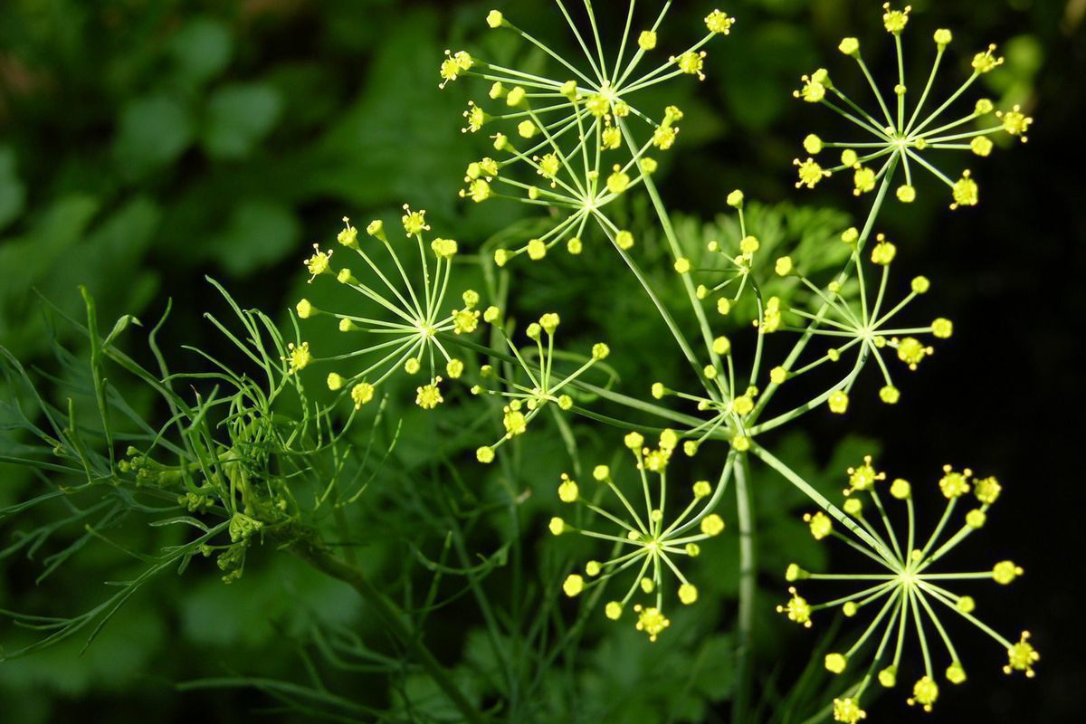 Почему укроп не пахнет: главные причины и как это исправить