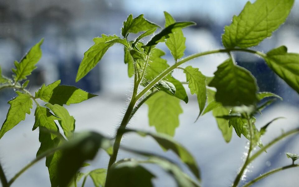 Йод для крепких растений: секреты подкормки для здорового роста