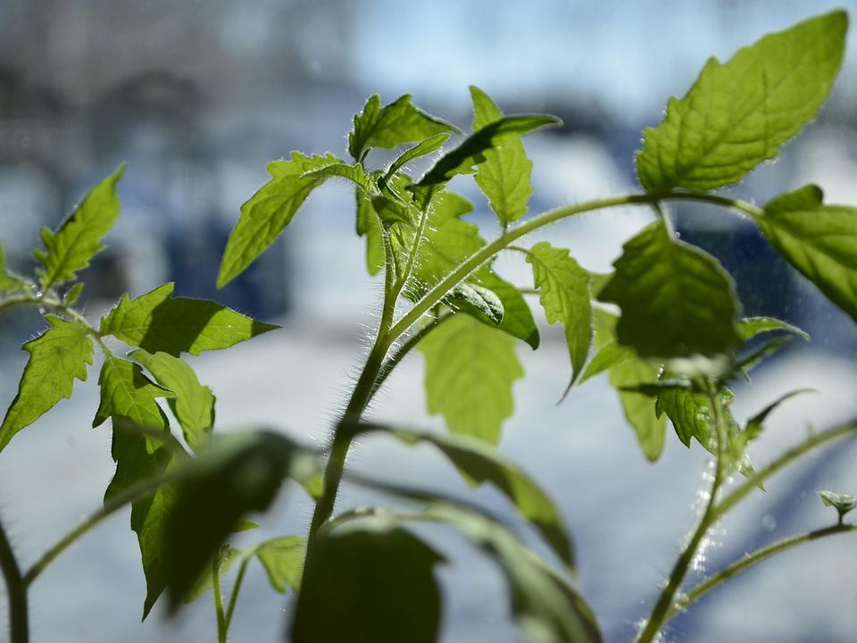 Йод для крепких растений: секреты подкормки для здорового роста