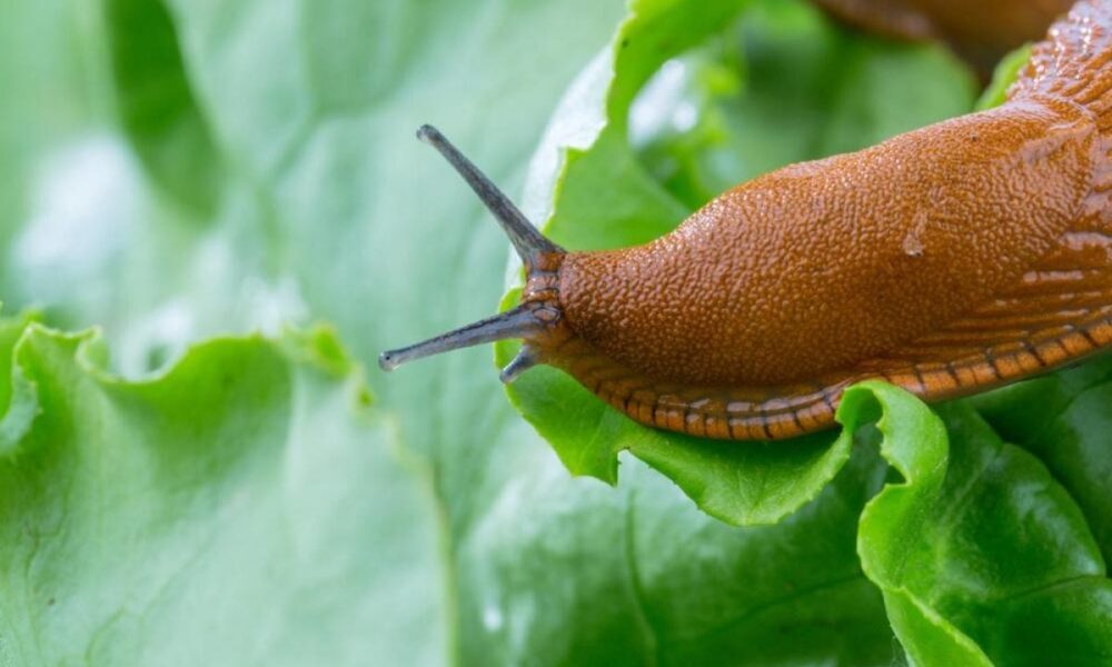 Как избавиться от слизней в саду: простые и эффективные советы для хозяек