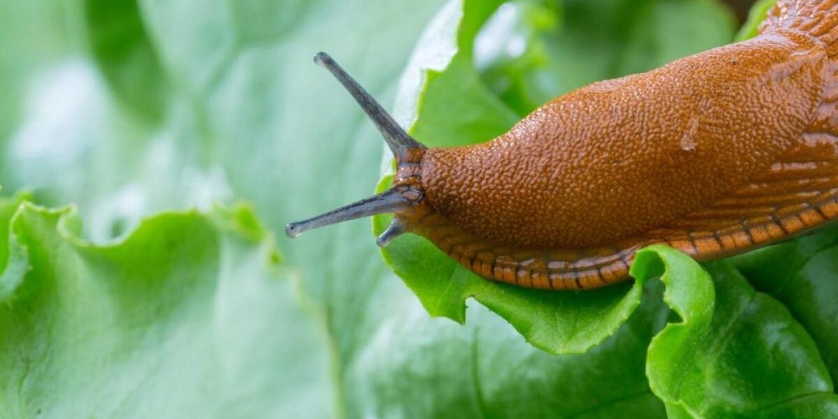 Как избавиться от слизней в саду: простые и эффективные советы для хозяек