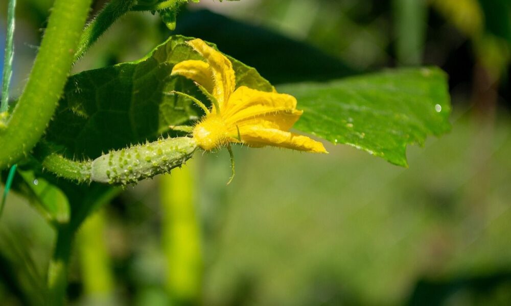 Секреты сбора семян огурцов: полезные советы для домашней хозяйки