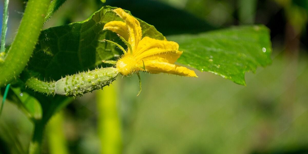 Секреты сбора семян огурцов: полезные советы для домашней хозяйки