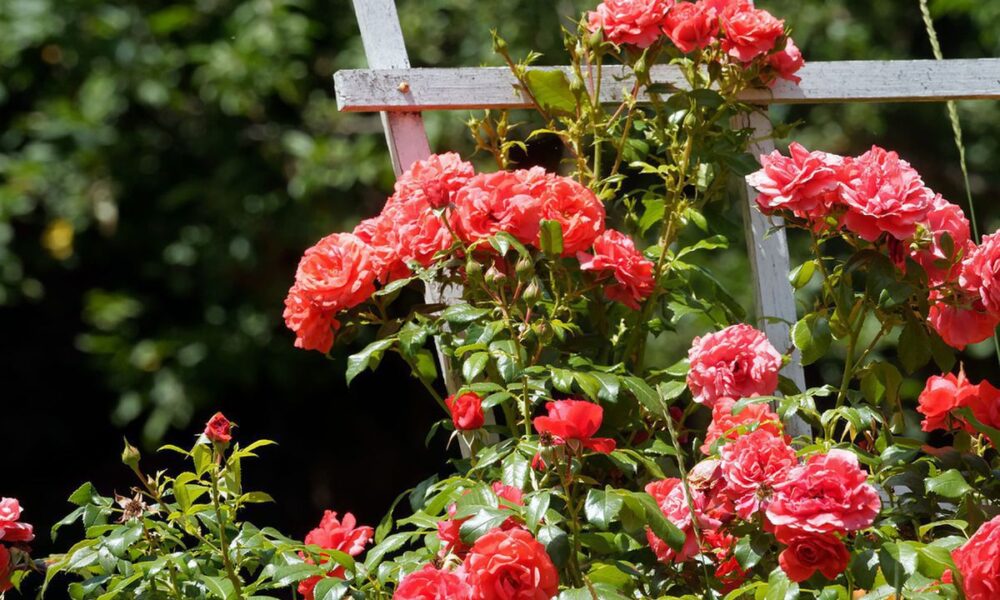 Уход за розами весной: подкормка и советы для пышного цветения