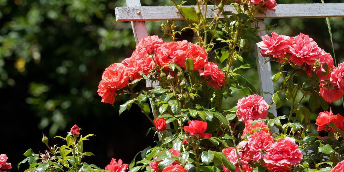 Уход за розами весной: подкормка и советы для пышного цветения