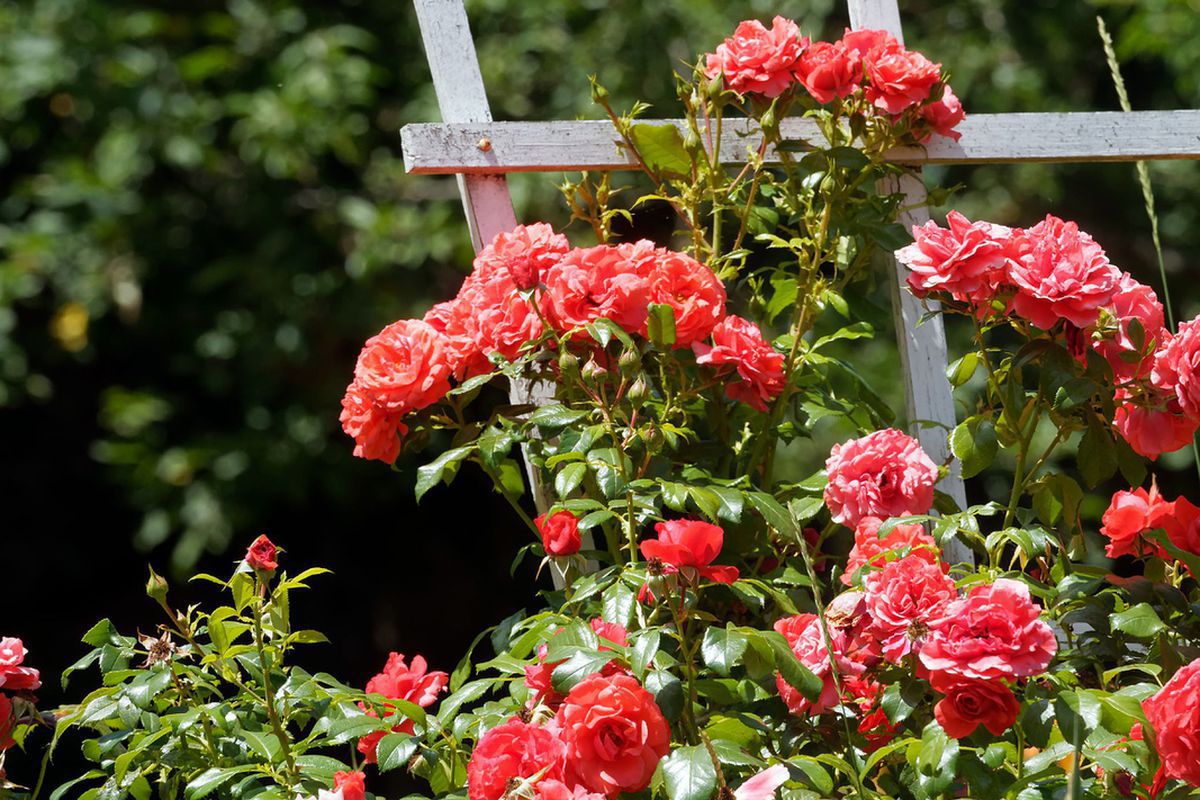 Уход за розами весной: подкормка и советы для пышного цветения