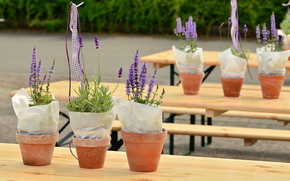 Лаванда дома: секреты выращивания для начинающих