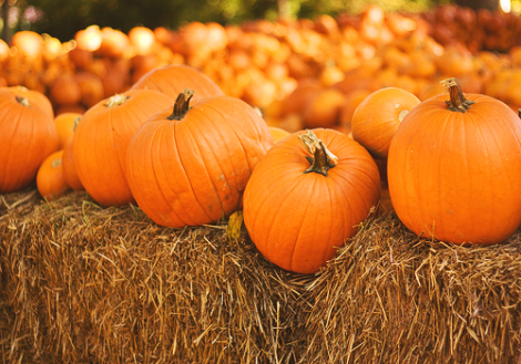 Маски для волос из тыквы: рецепты красоты и здоровья