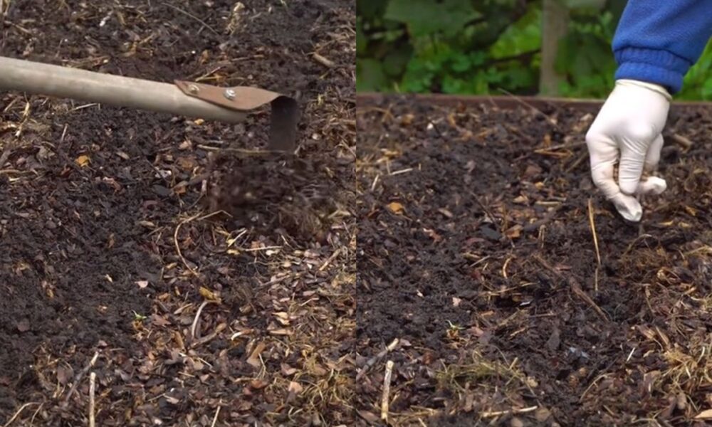 Что посадить после огурцов: лучшие культуры для вашего огорода