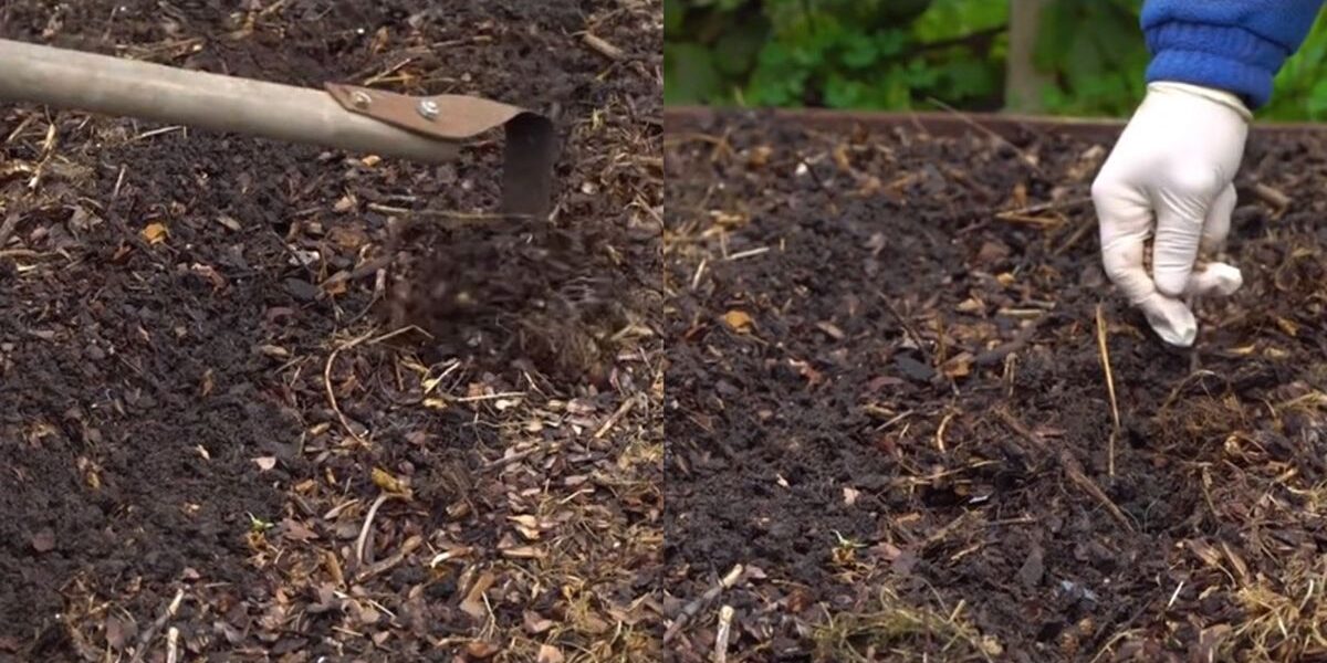 Что посадить после огурцов: лучшие культуры для вашего огорода