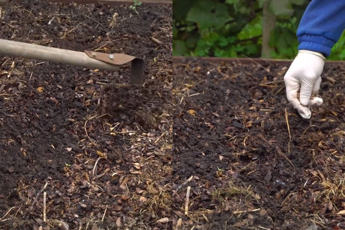 Что посадить после огурцов: лучшие культуры для вашего огорода