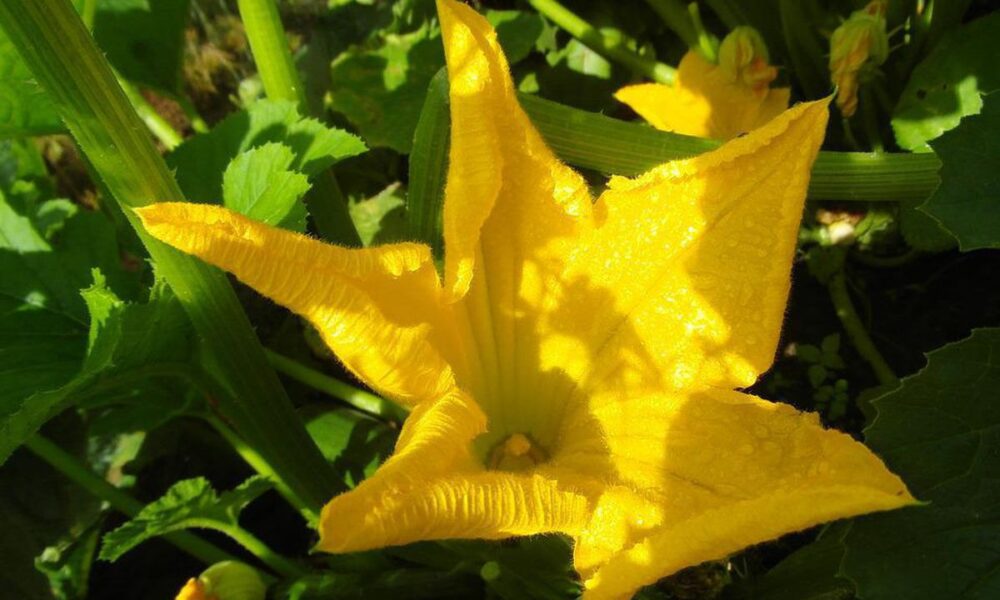 Полив кабачков: как избежать ошибок и получить богатый урожай