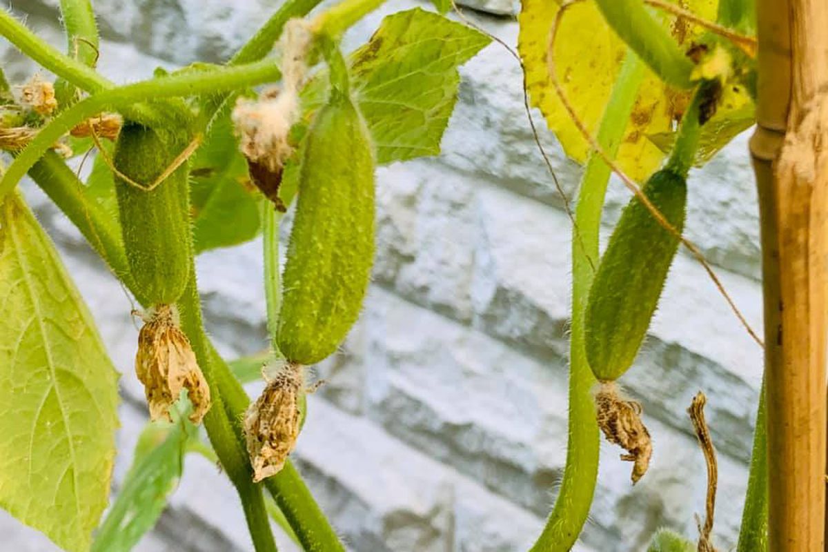 Как спасти пожелтевшие листья огурцов: проверенные советы для богатого урожая