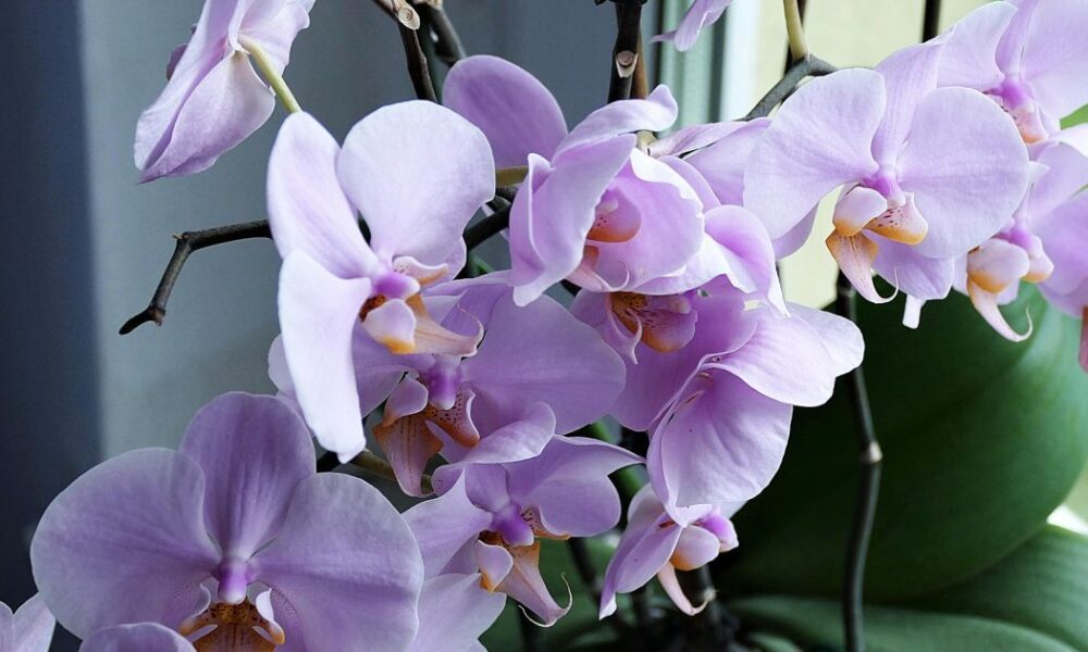 Орхидея в доме: где поставить для пышного цветения - советы хозяйкам
