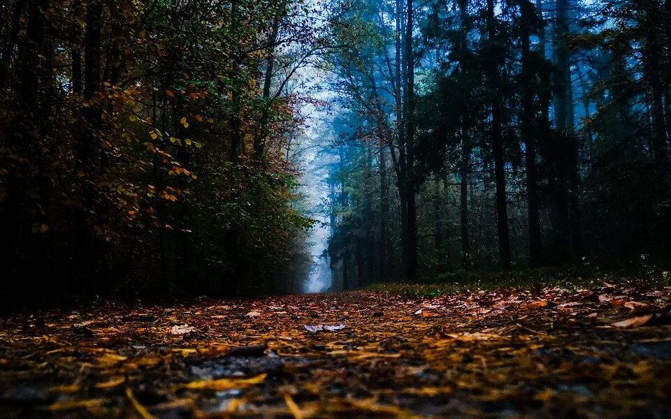 Мульчирование сада: зимние заготовки и весеннее применение
