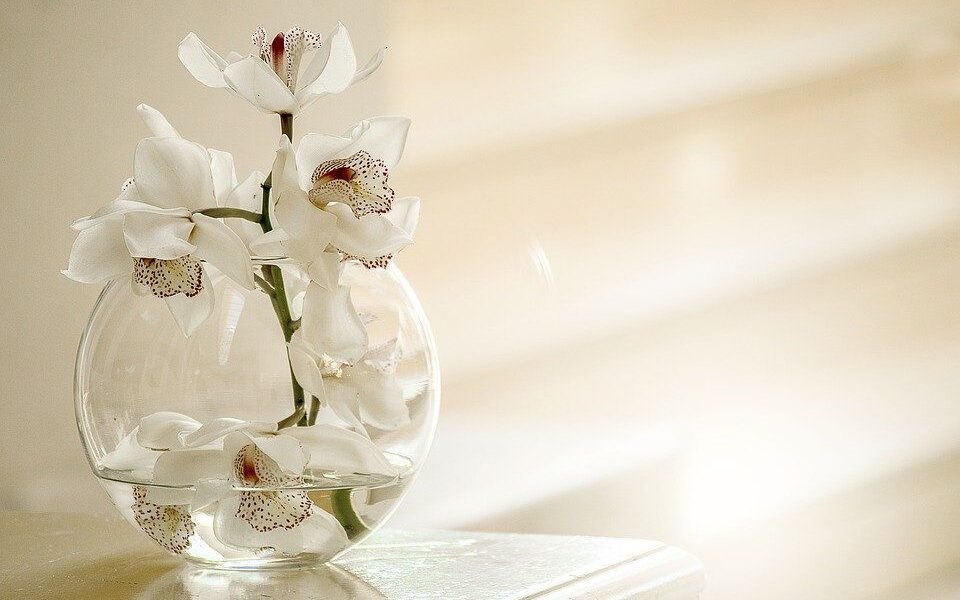 Орхидея без корней: как спасти и вырастить здоровое растение