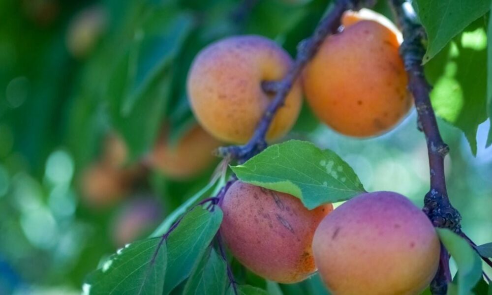 Как избавиться от вредителей в саду: секреты опытных хозяек