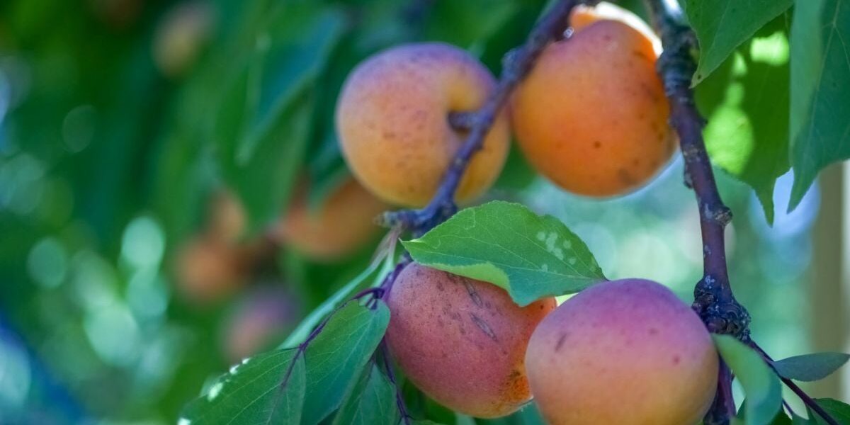 Как избавиться от вредителей в саду: секреты опытных хозяек