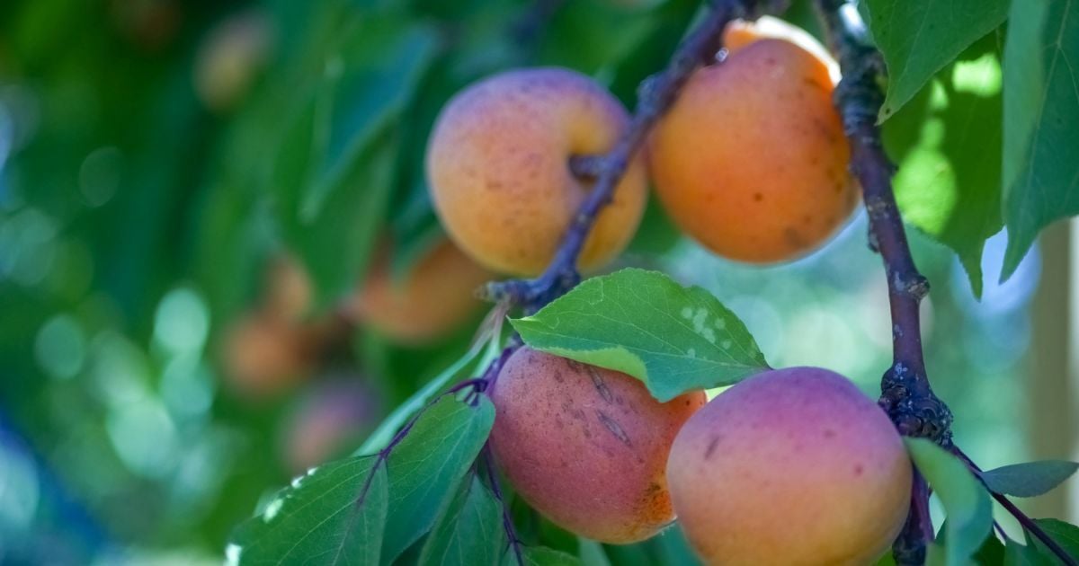 Как избавиться от вредителей в саду: секреты опытных хозяек