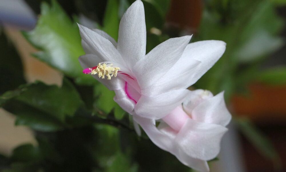 Эффективный способ увеличить цветение декабриста до трёх раз в год