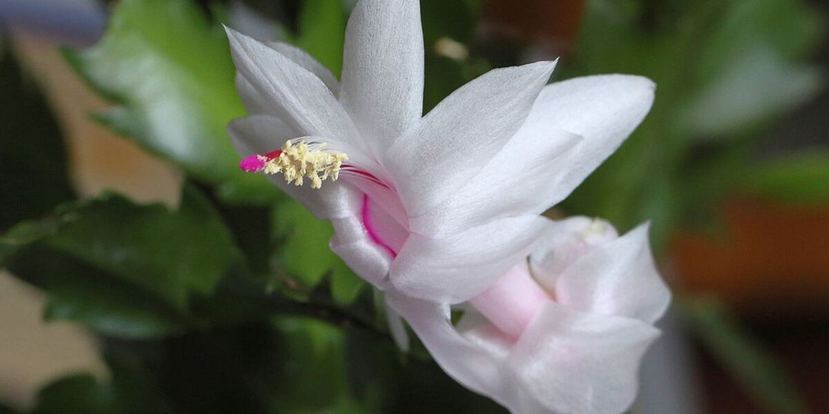 Эффективный способ увеличить цветение декабриста до трёх раз в год