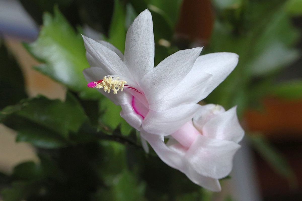 Эффективный способ увеличить цветение декабриста до трёх раз в год