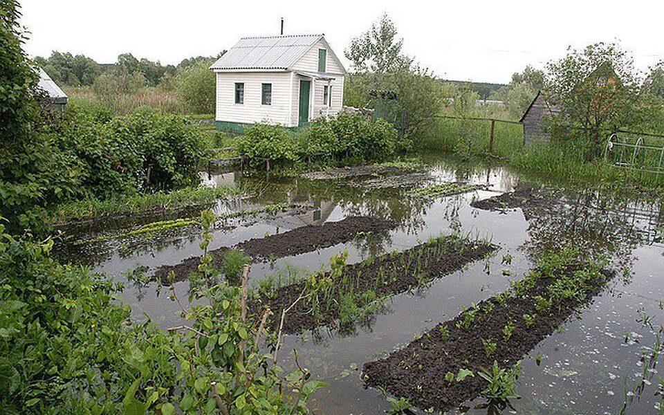 Овощи и фрукты на даче: секреты богатого урожая