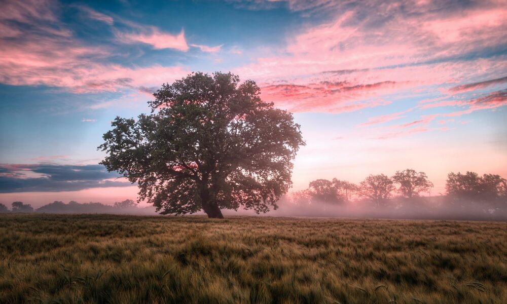 Image for: Утренние ритуалы для успеха: секреты счастливых женщин. Tags: поле, утро, восход солнца, восход, природа, пей...