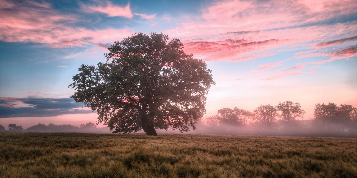 Image for: Утренние ритуалы для успеха: секреты счастливых женщин. Tags: поле, утро, восход солнца, восход, природа, пей...