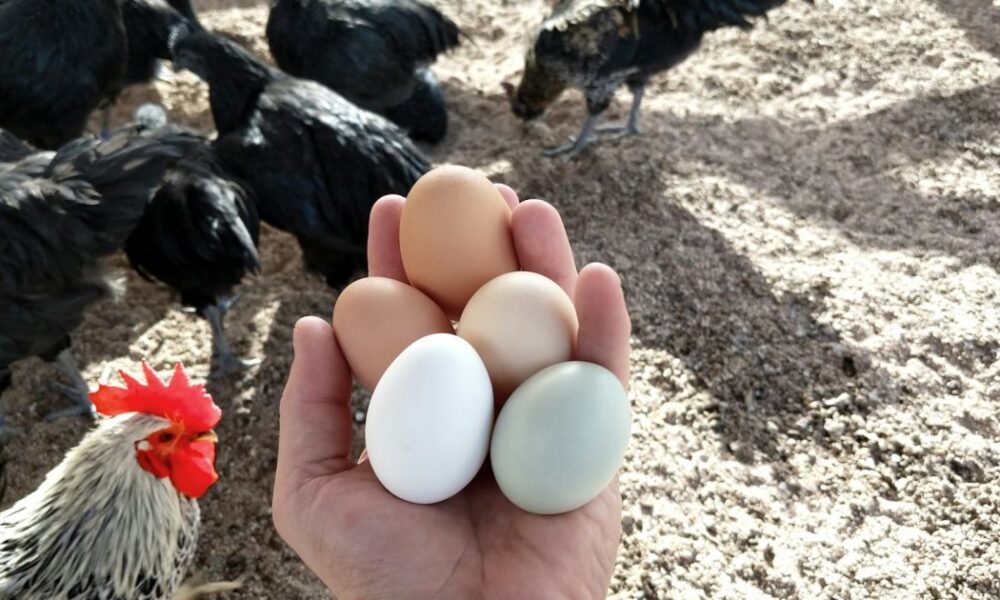 Топ-10 пород кур для отличной яйценоскости: выбираем лучших несушек для дома