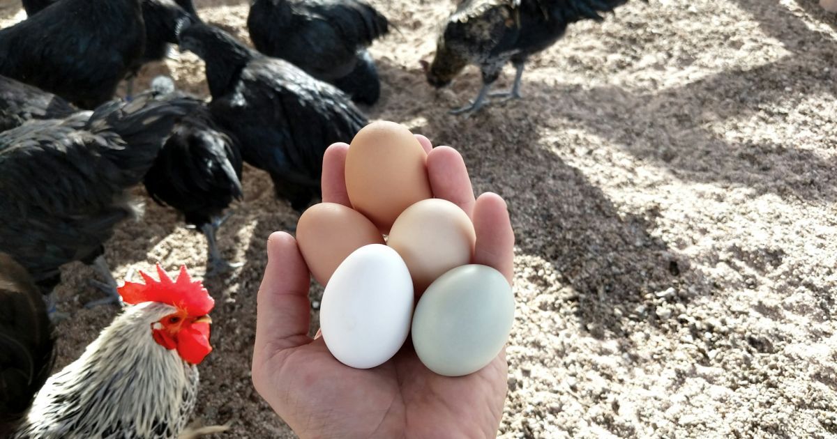 Топ-10 пород кур для отличной яйценоскости: выбираем лучших несушек для дома