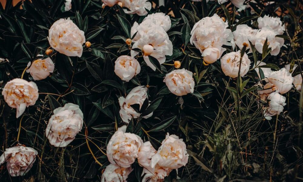 Пионы: посадка и уход круглый год – советы для хозяек