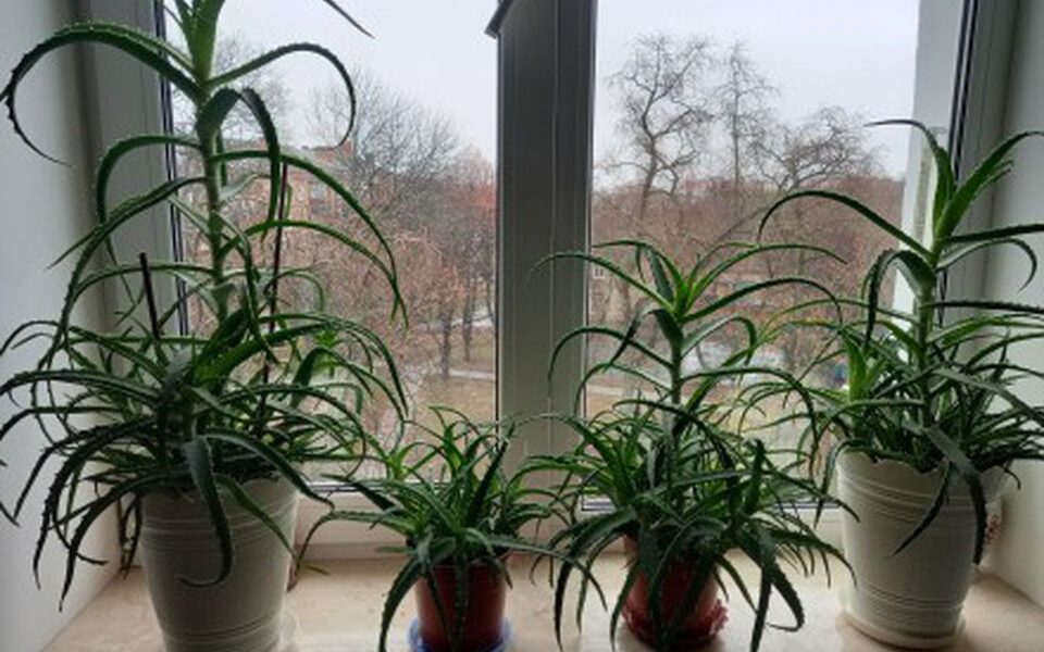 Алоэ и столетник — это одно и то же растение? Удивительные факты, которые стоит знать каждой хозяйке