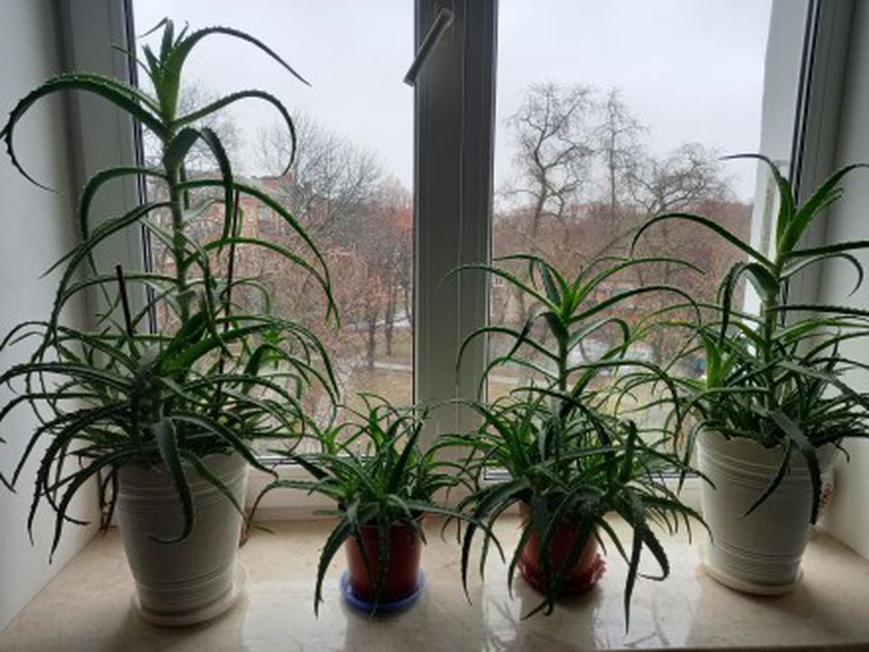 Алоэ и столетник — это одно и то же растение? Удивительные факты, которые стоит знать каждой хозяйке