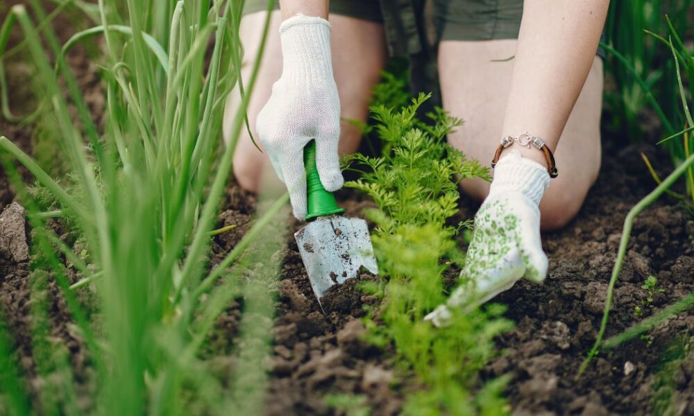 Почему опытные огородники сажают морковь и лук вместе: полезные советы для дачи