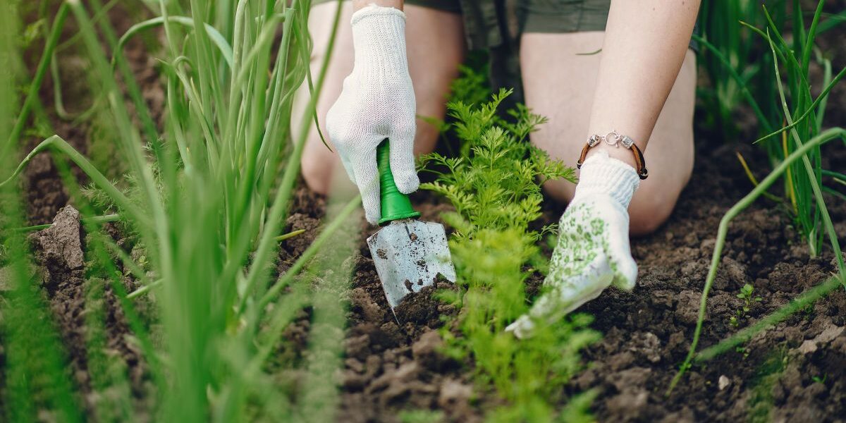 Почему опытные огородники сажают морковь и лук вместе: полезные советы для дачи