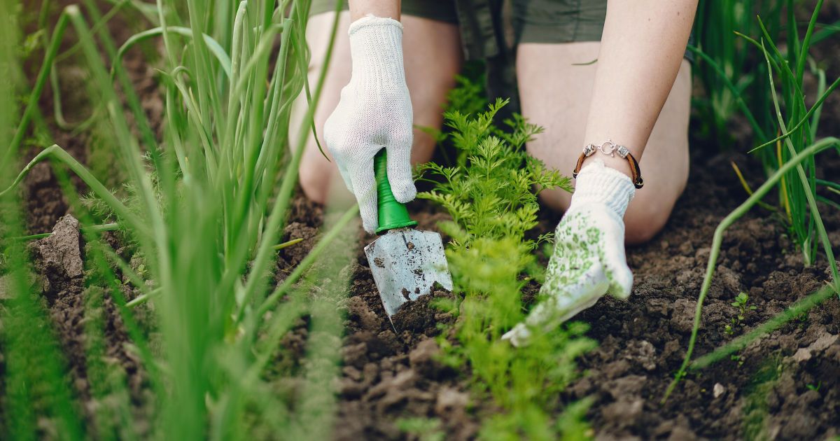 Почему опытные огородники сажают морковь и лук вместе: полезные советы для дачи