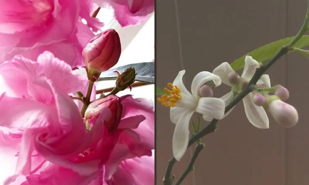 5 ароматных комнатных растений, которые украсят ваш дом и поднимут настроение