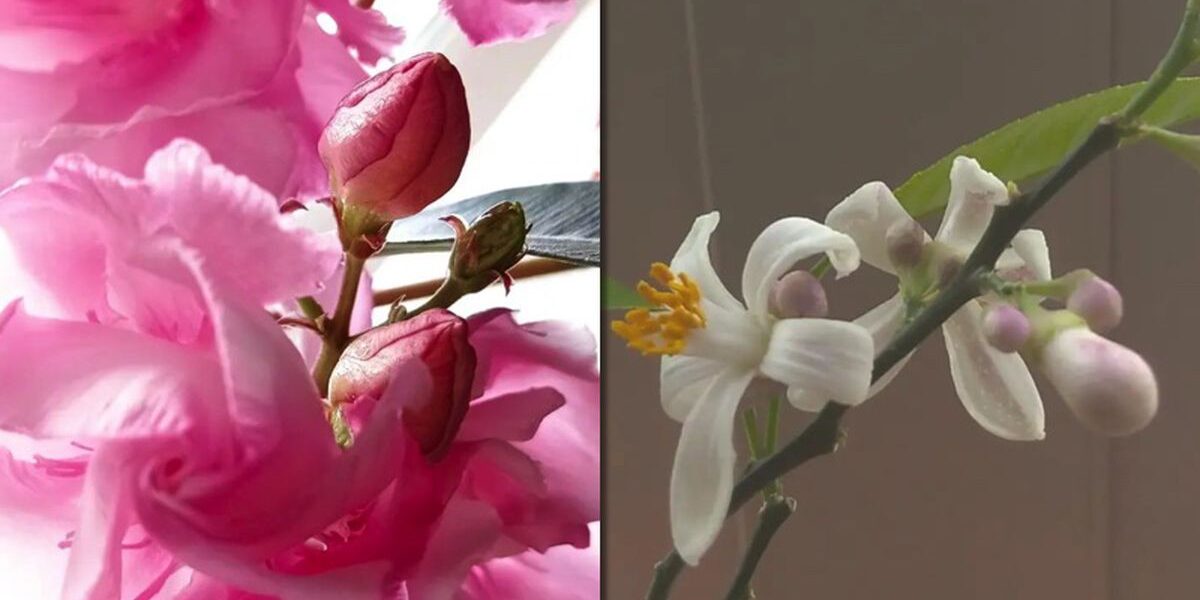 5 ароматных комнатных растений, которые украсят ваш дом и поднимут настроение