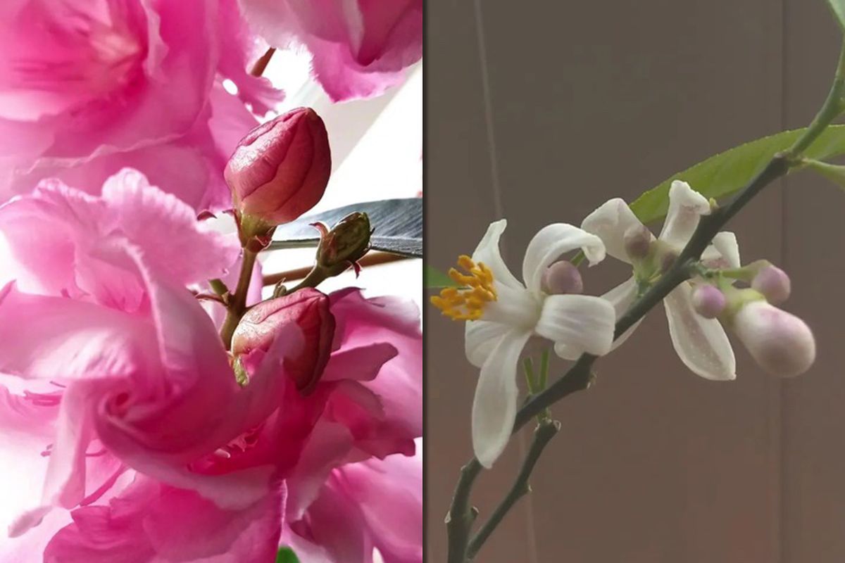 5 ароматных комнатных растений, которые украсят ваш дом и поднимут настроение