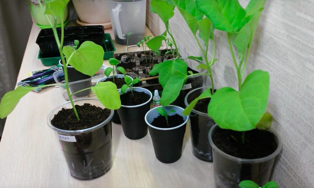 Как вырастить рассаду баклажанов дома: полезные советы для начинающих огородниц
